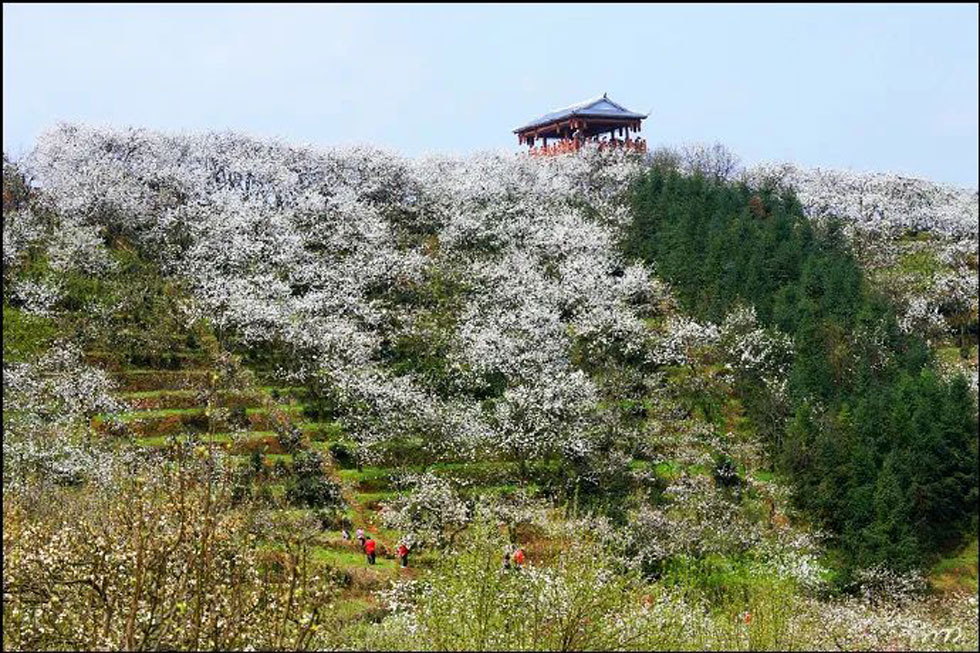 【春天，广西桂林灌阳县向您发出邀请！】我们在灌阳看梨花 - 游山玩水 - 南京生活社区 - 南京28生活网 nj.28life.net