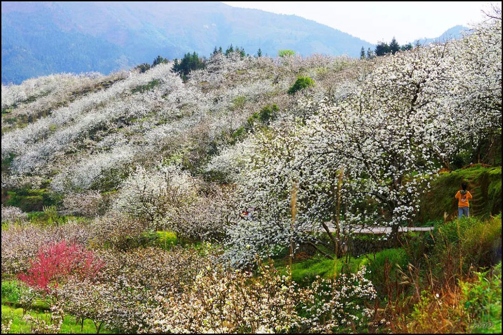【春天，广西桂林灌阳县向您发出邀请！】我们在灌阳看梨花 - 游山玩水 - 南京生活社区 - 南京28生活网 nj.28life.net