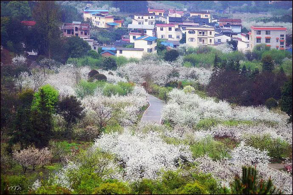 【春天，广西桂林灌阳县向您发出邀请！】我们在灌阳看梨花 - 游山玩水 - 南京生活社区 - 南京28生活网 nj.28life.net