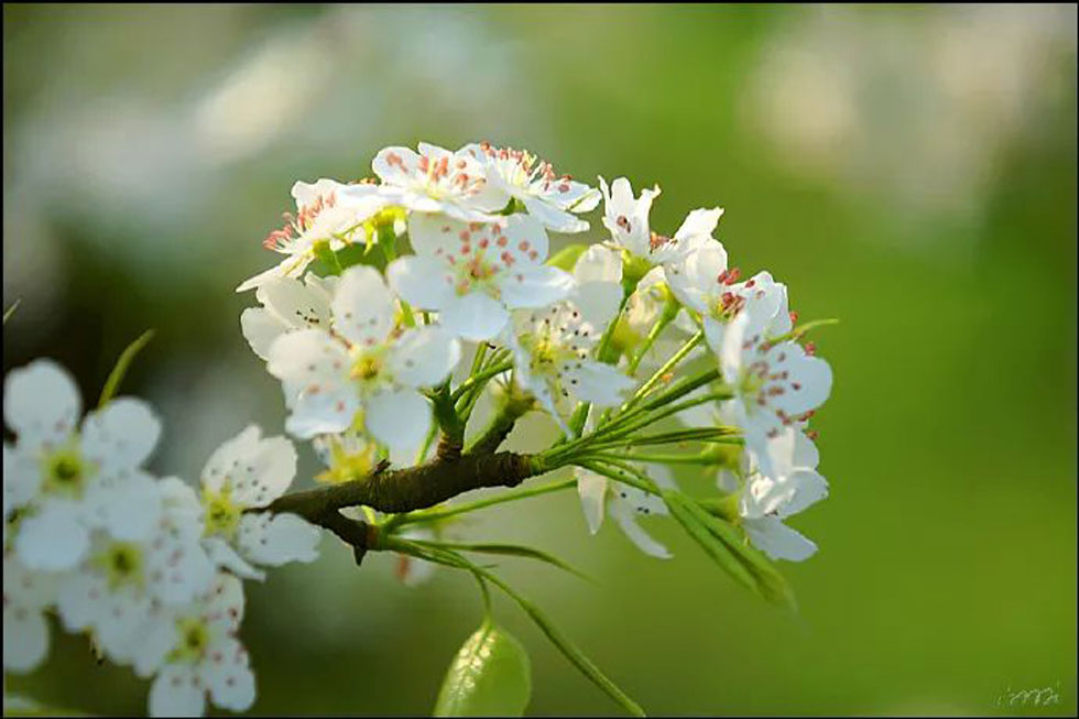 【春天，广西桂林灌阳县向您发出邀请！】我们在灌阳看梨花 - 游山玩水 - 南京生活社区 - 南京28生活网 nj.28life.net