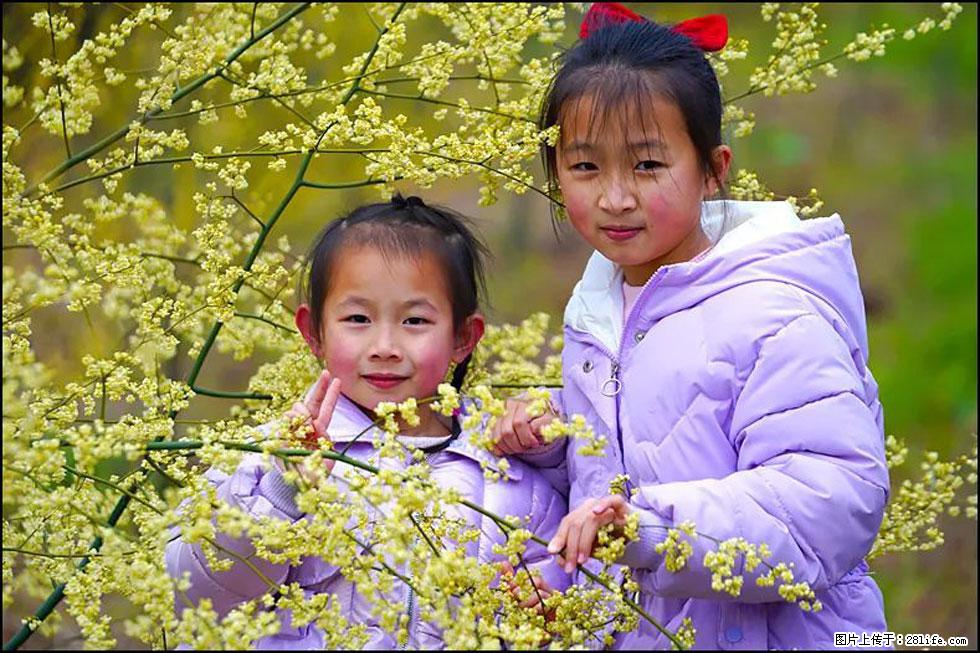 【春天,广西桂林灌阳县向您发出邀请!】米珠山前有片山苍子花在飘香 - 游山玩水 - 南京生活社区 - 南京28生活网 nj.28life.net