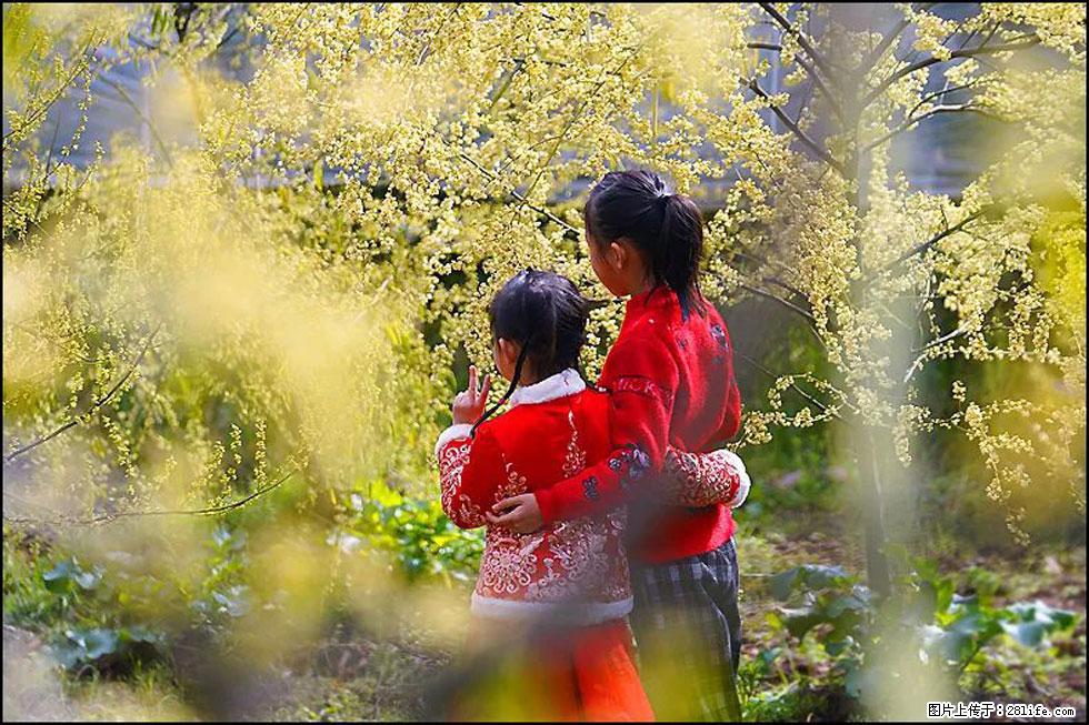 【春天,广西桂林灌阳县向您发出邀请!】米珠山前有片山苍子花在飘香 - 游山玩水 - 南京生活社区 - 南京28生活网 nj.28life.net