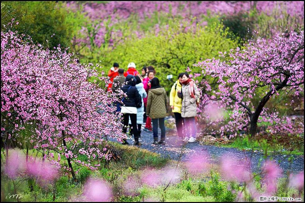 【春天，广西桂林灌阳县向您发出邀请！】官庄村有个醉美的桃花园 - 游山玩水 - 南京生活社区 - 南京28生活网 nj.28life.net