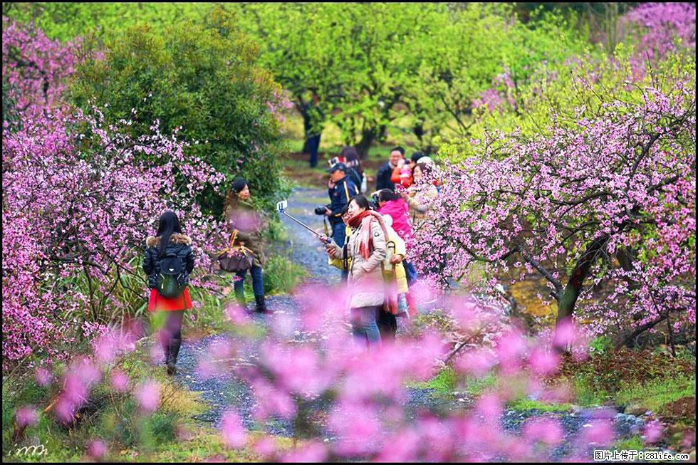 【春天，广西桂林灌阳县向您发出邀请！】官庄村有个醉美的桃花园 - 游山玩水 - 南京生活社区 - 南京28生活网 nj.28life.net