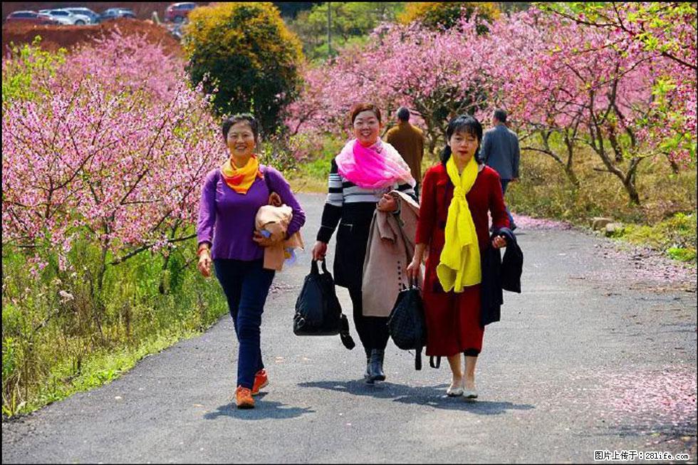【春天，广西桂林灌阳县向您发出邀请！】官庄村有个醉美的桃花园 - 游山玩水 - 南京生活社区 - 南京28生活网 nj.28life.net