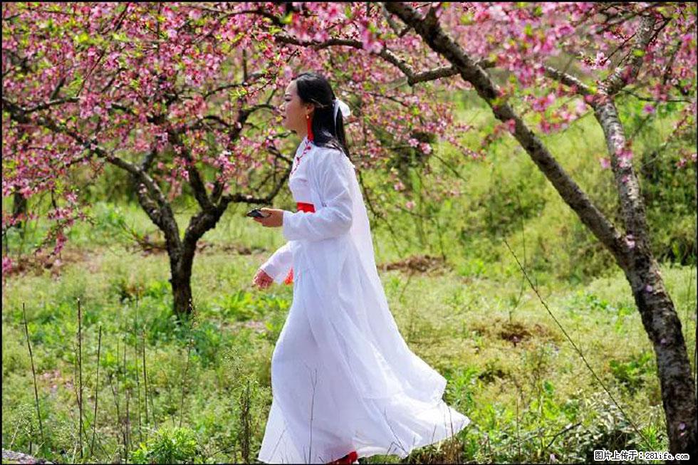 【春天，广西桂林灌阳县向您发出邀请！】官庄村有个醉美的桃花园 - 游山玩水 - 南京生活社区 - 南京28生活网 nj.28life.net