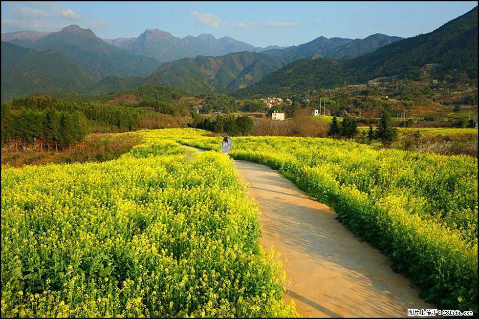 【春天，广西桂林灌阳县向您发出邀请！】长坪村油菜盛情花开 - 游山玩水 - 南京生活社区 - 南京28生活网 nj.28life.net