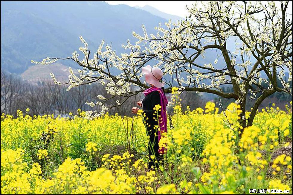 【春天，广西桂林灌阳县向您发出邀请！】长坪村油菜盛情花开 - 游山玩水 - 南京生活社区 - 南京28生活网 nj.28life.net