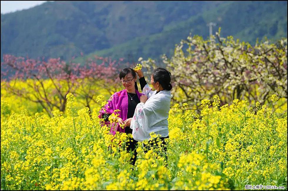 【春天，广西桂林灌阳县向您发出邀请！】长坪村油菜盛情花开 - 游山玩水 - 南京生活社区 - 南京28生活网 nj.28life.net