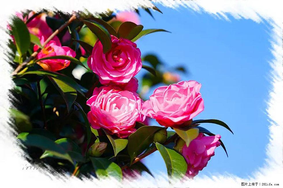 【春天，广西桂林灌阳县向您发出邀请！】杨柳井茶花惹人爱 - 游山玩水 - 南京生活社区 - 南京28生活网 nj.28life.net
