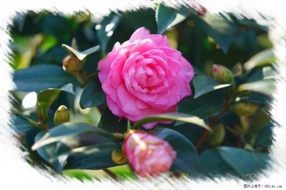 【春天，广西桂林灌阳县向您发出邀请！】杨柳井茶花惹人爱 - 游山玩水 - 南京生活社区 - 南京28生活网 nj.28life.net