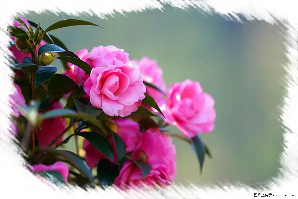 【春天，广西桂林灌阳县向您发出邀请！】杨柳井茶花惹人爱 - 游山玩水 - 南京生活社区 - 南京28生活网 nj.28life.net