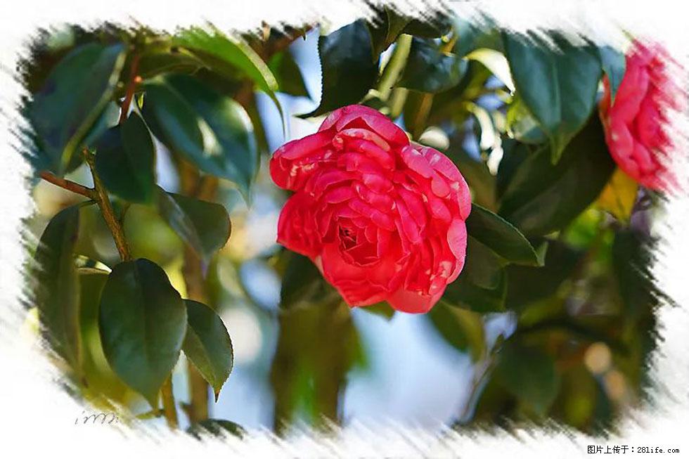 【春天，广西桂林灌阳县向您发出邀请！】杨柳井茶花惹人爱 - 游山玩水 - 南京生活社区 - 南京28生活网 nj.28life.net