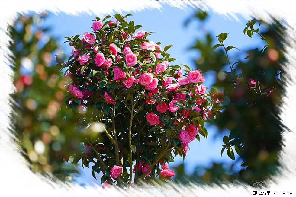 【春天，广西桂林灌阳县向您发出邀请！】杨柳井茶花惹人爱 - 游山玩水 - 南京生活社区 - 南京28生活网 nj.28life.net