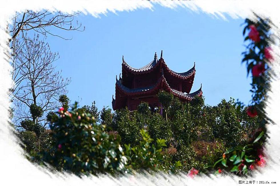 【春天，广西桂林灌阳县向您发出邀请！】杨柳井茶花惹人爱 - 游山玩水 - 南京生活社区 - 南京28生活网 nj.28life.net