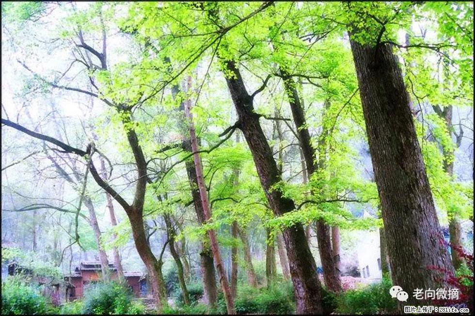 【春天，广西桂林灌阳县向您发出邀请！】在小龙村与春天约会 - 游山玩水 - 南京生活社区 - 南京28生活网 nj.28life.net