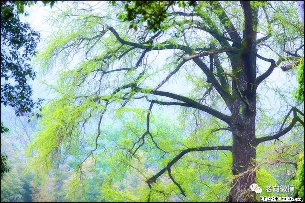 【春天，广西桂林灌阳县向您发出邀请！】在小龙村与春天约会 - 游山玩水 - 南京生活社区 - 南京28生活网 nj.28life.net