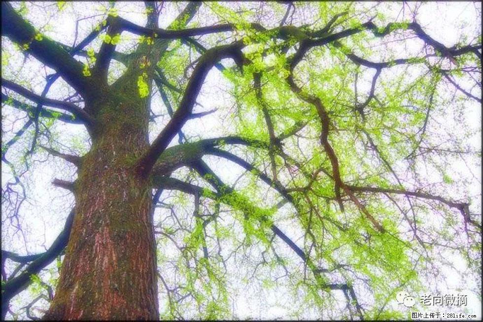 【春天，广西桂林灌阳县向您发出邀请！】在小龙村与春天约会 - 游山玩水 - 南京生活社区 - 南京28生活网 nj.28life.net