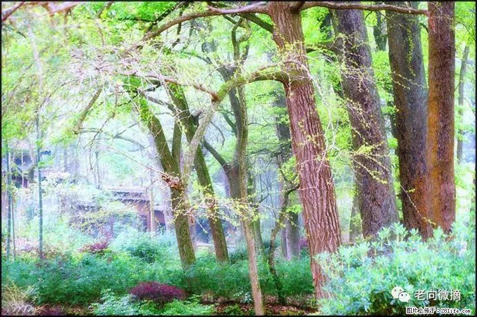 【春天，广西桂林灌阳县向您发出邀请！】在小龙村与春天约会 - 游山玩水 - 南京生活社区 - 南京28生活网 nj.28life.net