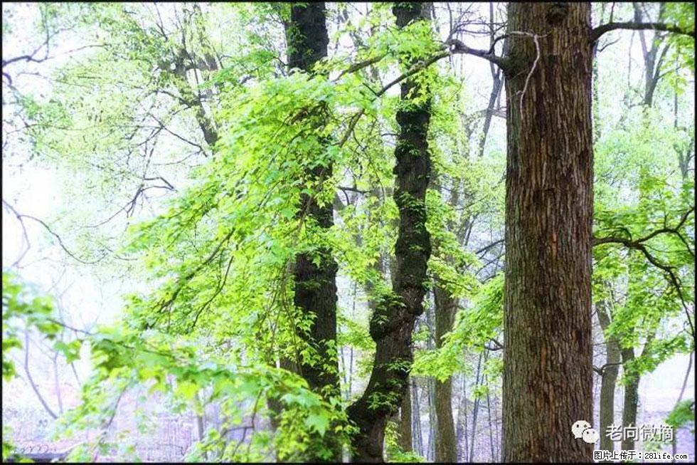 【春天，广西桂林灌阳县向您发出邀请！】在小龙村与春天约会 - 游山玩水 - 南京生活社区 - 南京28生活网 nj.28life.net