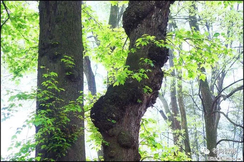 【春天，广西桂林灌阳县向您发出邀请！】在小龙村与春天约会 - 游山玩水 - 南京生活社区 - 南京28生活网 nj.28life.net