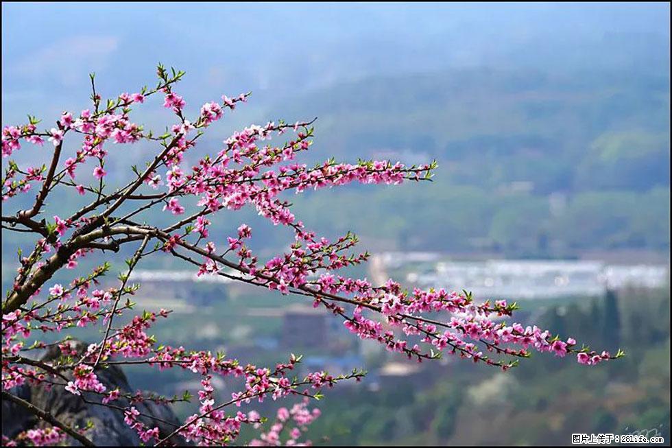 【春天，广西桂林灌阳县向您发出邀请！】望月岭上桃花开 - 游山玩水 - 南京生活社区 - 南京28生活网 nj.28life.net