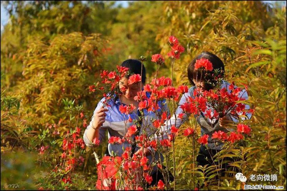 【春天，广西桂林灌阳县向您发出邀请！】登麒麟山，相约映山红 - 游山玩水 - 南京生活社区 - 南京28生活网 nj.28life.net