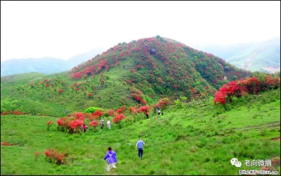 【春天，广西桂林灌阳县向您发出邀请！】宝盖山上映山红 - 游山玩水 - 南京生活社区 - 南京28生活网 nj.28life.net