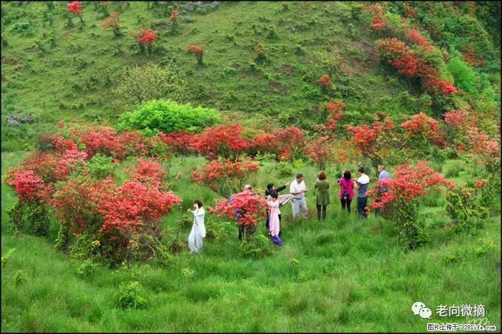 【春天，广西桂林灌阳县向您发出邀请！】宝盖山上映山红 - 游山玩水 - 南京生活社区 - 南京28生活网 nj.28life.net