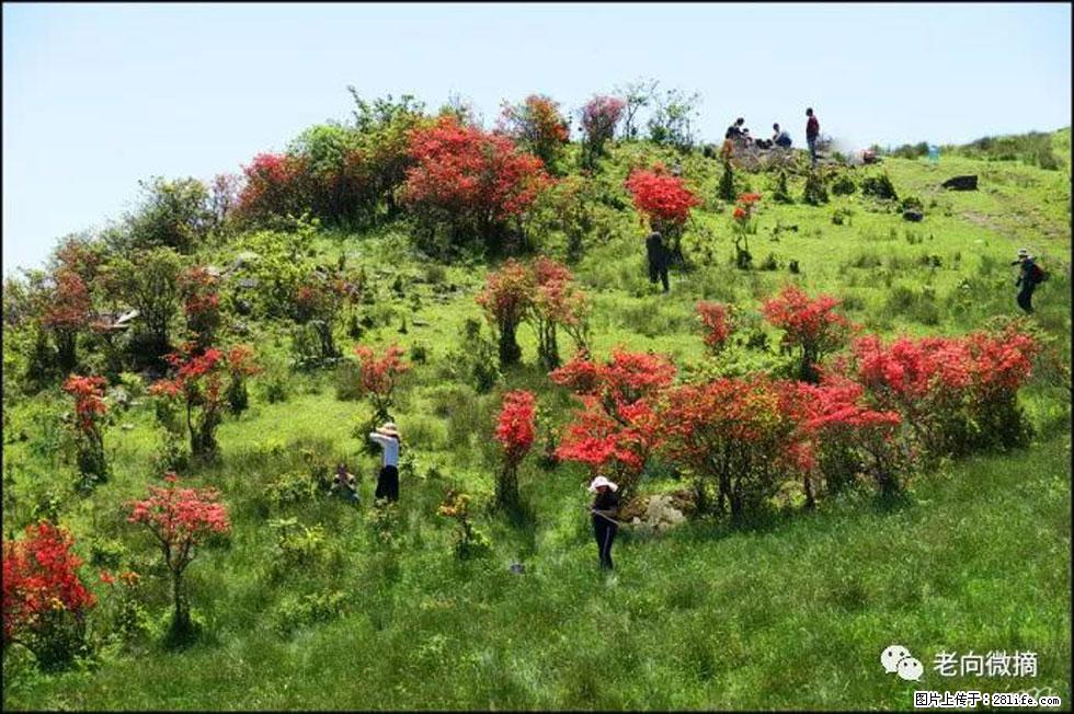 【春天，广西桂林灌阳县向您发出邀请！】宝盖山上映山红 - 游山玩水 - 南京生活社区 - 南京28生活网 nj.28life.net