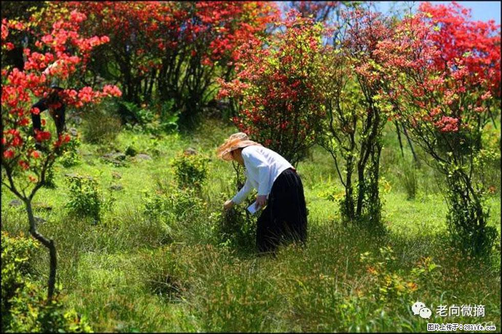 【春天，广西桂林灌阳县向您发出邀请！】宝盖山上映山红 - 游山玩水 - 南京生活社区 - 南京28生活网 nj.28life.net