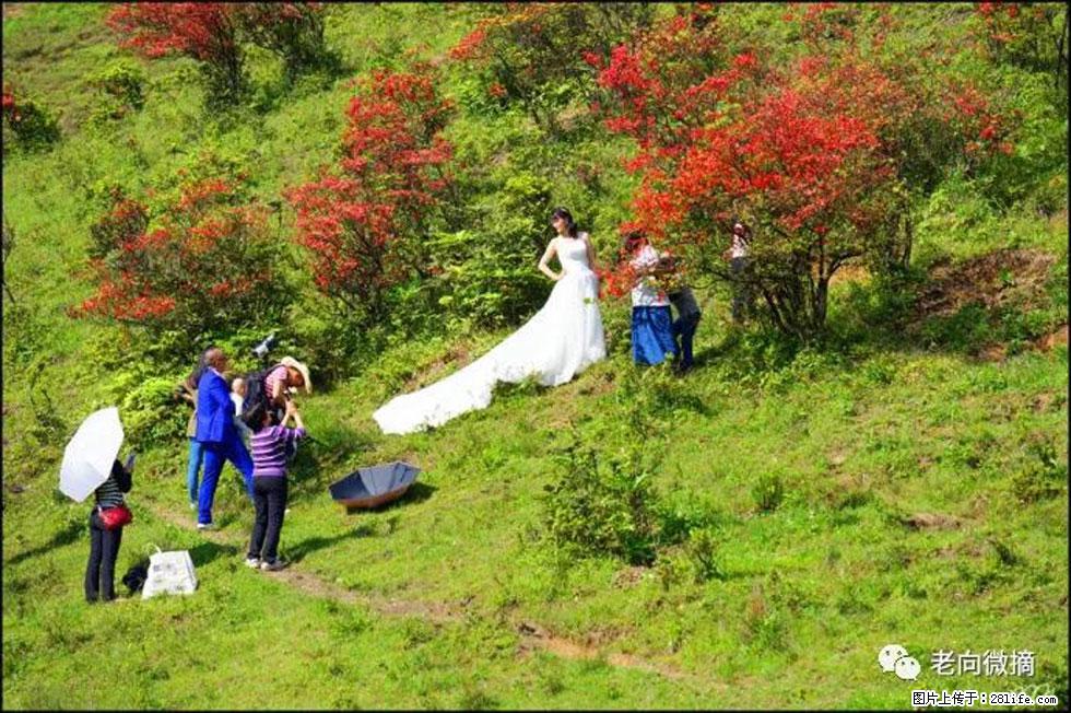 【春天，广西桂林灌阳县向您发出邀请！】宝盖山上映山红 - 游山玩水 - 南京生活社区 - 南京28生活网 nj.28life.net