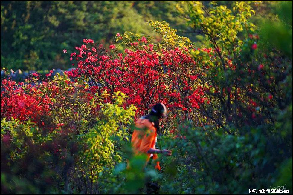 【春天，广西桂林灌阳县向您发出邀请！】春木界上映山红 - 游山玩水 - 南京生活社区 - 南京28生活网 nj.28life.net