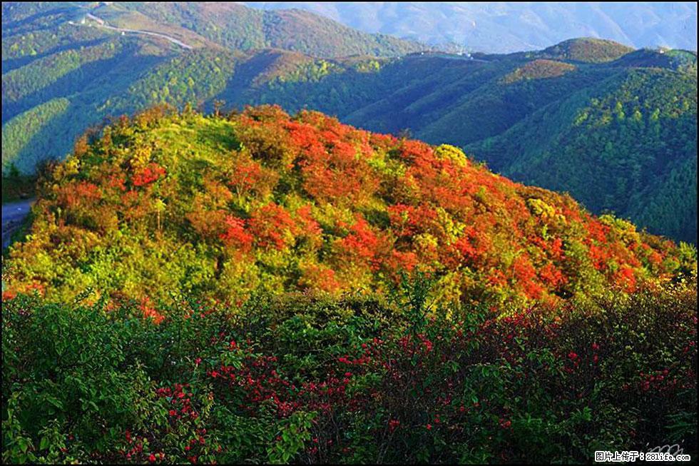 【春天，广西桂林灌阳县向您发出邀请！】春木界上映山红 - 游山玩水 - 南京生活社区 - 南京28生活网 nj.28life.net