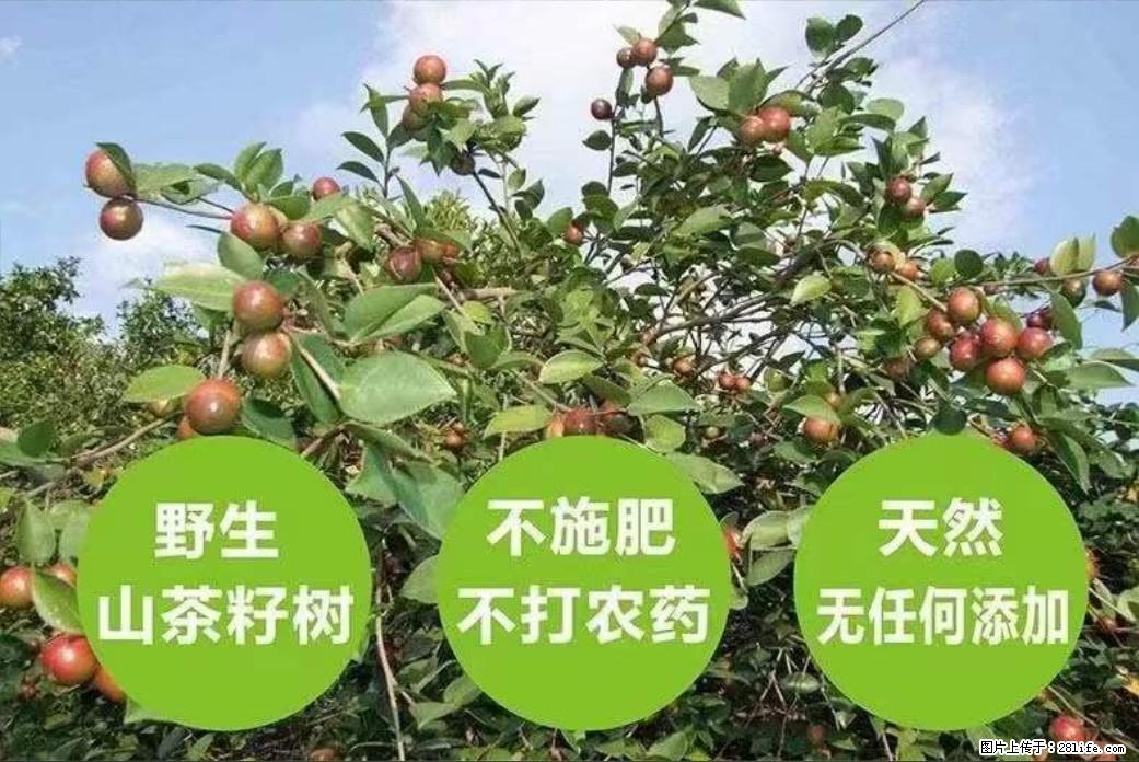 【灌阳县油茶产业示范区】一个有着充实的精神生活的人,对待身外之物自会有一种淡泊的态度 - 土特产 - 饮食特产 - 南京分类信息 - 南京28生活网 nj.28life.net