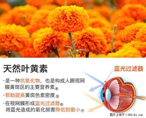 叶黄素有什么功效和作用 - 生活百科 - 南京生活社区 - 南京28生活网 nj.28life.net