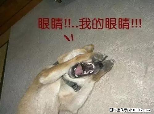 笑癫了！一女的怀孕三年未生，他终于忍不住了... - 娱乐八卦 - 南京生活社区 - 南京28生活网 nj.28life.net
