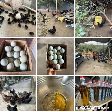 油茶园从小鸡仔开始养起的纯土鸡、土鸡蛋可以预定啦！还有前几天刚榨的纯山茶油哦 - 美食天地 - 南京生活社区 - 南京28生活网 nj.28life.net