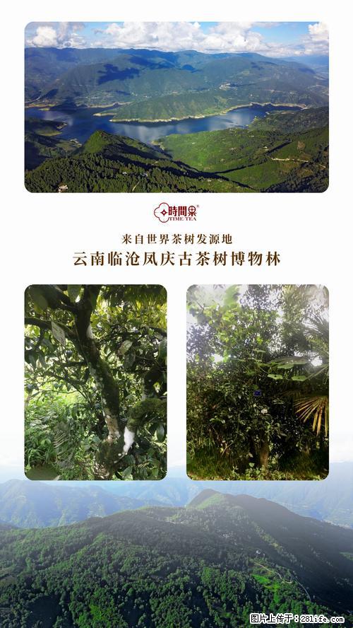 时间果百年古树2025年春红茶 - 购物交流 - 南京生活社区 - 南京28生活网 nj.28life.net