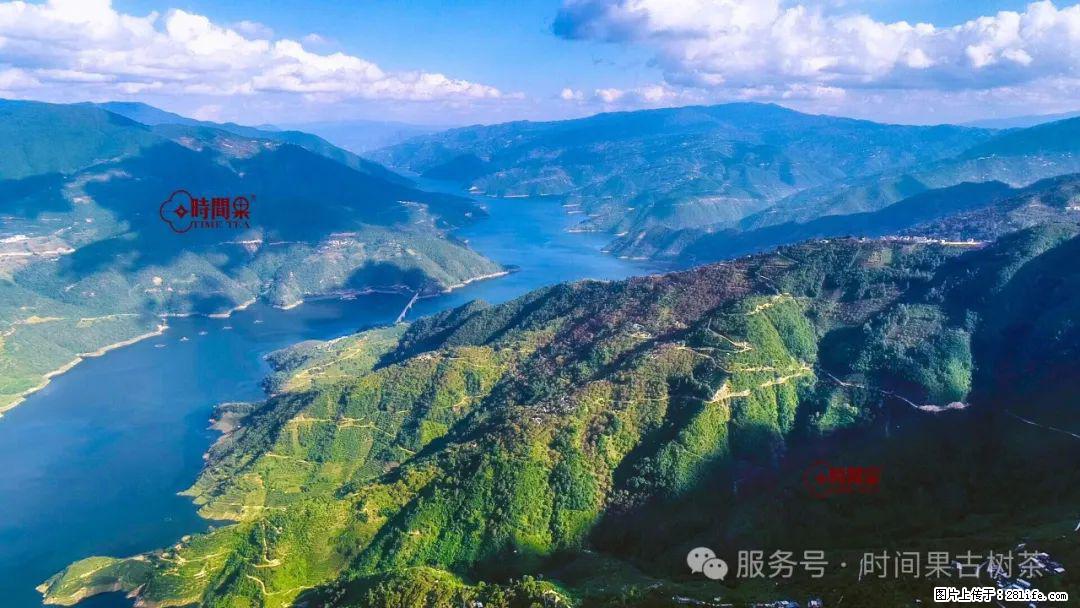 时间果百年古树龙珠普洱生茶 - 购物交流 - 南京生活社区 - 南京28生活网 nj.28life.net