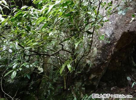 平乐石崖茶，珍贵仅次于金花茶 - 南京生活资讯 - 南京28生活网 nj.28life.net