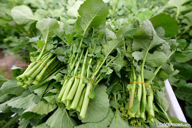 这些蔬菜是“天然钙片”，这6种被医生重点推荐 - 南京生活资讯 - 南京28生活网 nj.28life.net